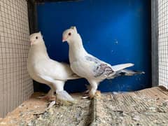 Fancy Mix Pigeons 0322-7648300