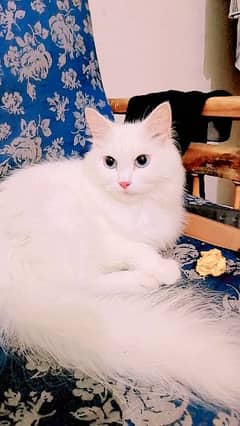 persian, full long cort , white color only serious person come