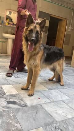 long coat gsd young male good quality only one left.