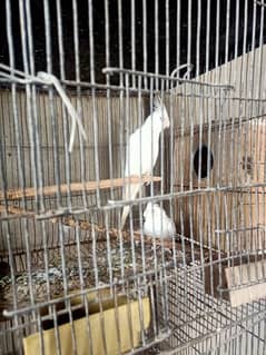 eno cockatiel pair