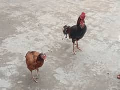 مرغا اور مرغی