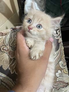 Persian Kittens for sale