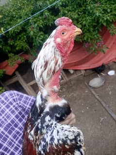 Aseel quality breeders in reasonable price