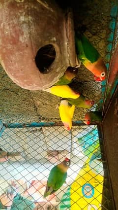 Lovebird 03 Breeder pairs & one checks for sale