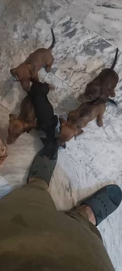 Dachshund Puppies