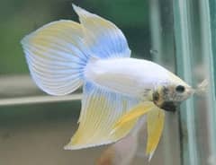 betta fishes male females spade tail for sale