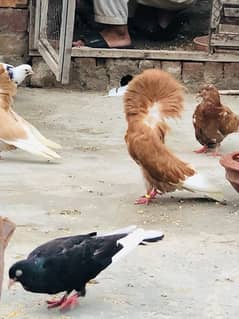 Pigeons for sale / Jecobin / nakab posh kabotar /کبوتر