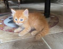 *cat for sale | pershian kitten | doll face kitten | triple coated*
