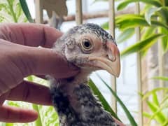 Indian Parrot Beak Long Tail Cross