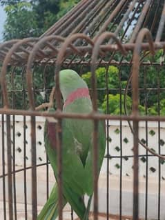 raw parrot male/Pahari toota