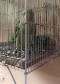 raw parrot and plum head  and  green parrot for sale