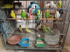 budgies