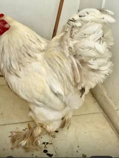 Brahma pure breed