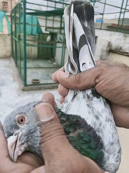 Pigeon Breeder Pair in red eyes available for sale 0308-5000940 2