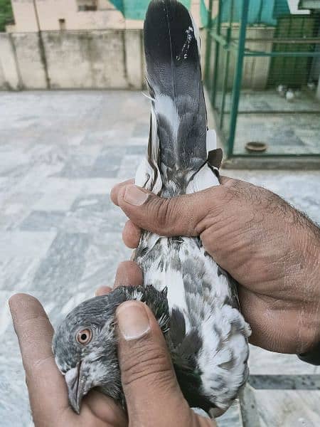 Pigeon Breeder Pair in red eyes available for sale 0308-5000940 4