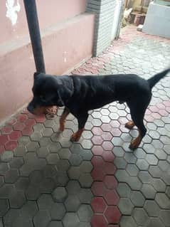 Rottweiler Dog for sale 1 year male