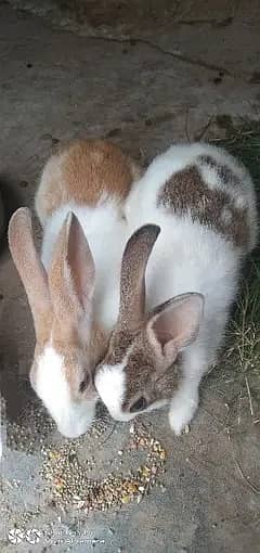 Rabbit Pair For Sale