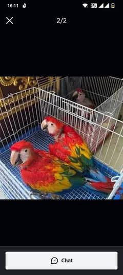 red macaw parrot chips for sale 0323=4929=839