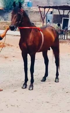 Desi Horse / Brown Horse/ horse for sale.