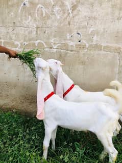 2 Gulabi Bakra, Almost 4 Months, Long Ears