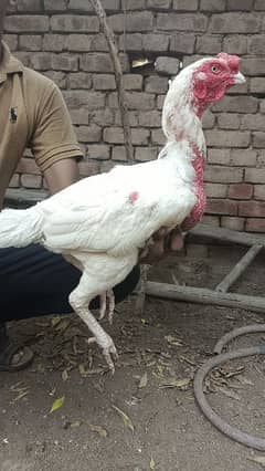 Aseel breeder and Aseel hens