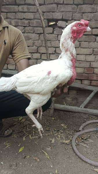 Aseel breeder and Aseel hens 0