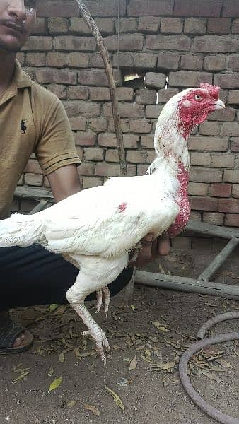 Aseel breeder and Aseel hens 1