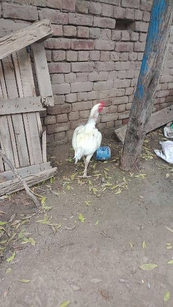 Aseel breeder and Aseel hens 2