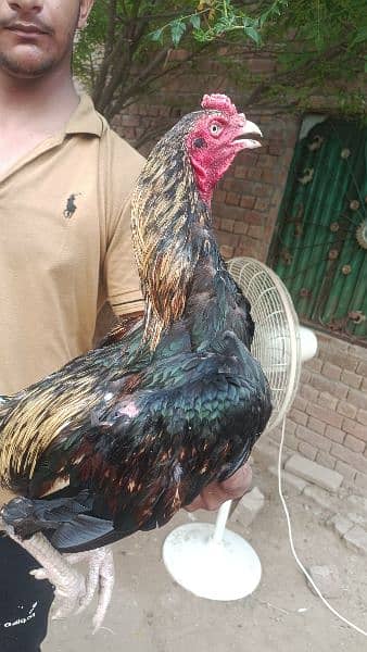 Aseel breeder and Aseel hens 6