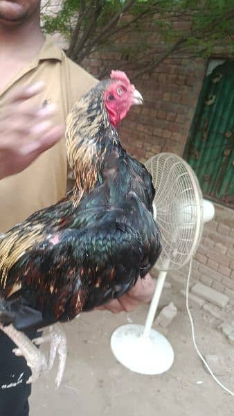 Aseel breeder and Aseel hens 7