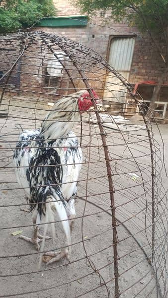 Aseel breeder and Aseel hens 9