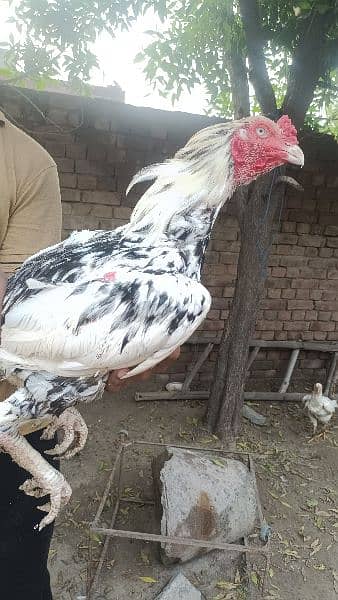 Aseel breeder and Aseel hens 10