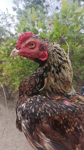 Aseel breeder and Aseel hens 11