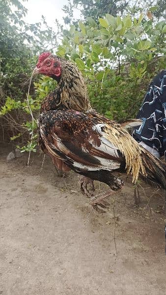 Aseel breeder and Aseel hens 12