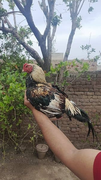 Aseel breeder and Aseel hens 13