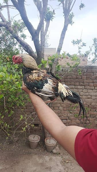 Aseel breeder and Aseel hens 14