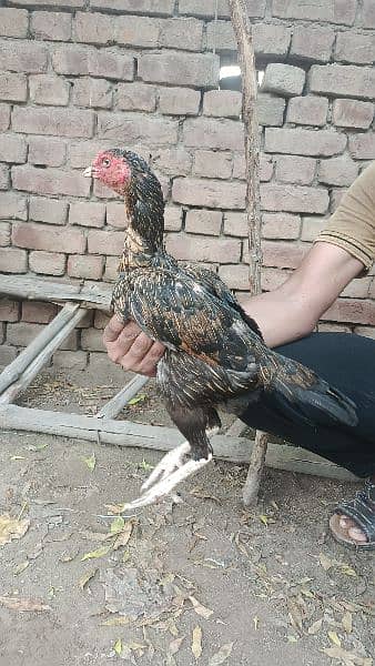 Aseel breeder and Aseel hens 15