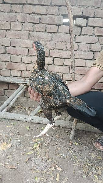 Aseel breeder and Aseel hens 16