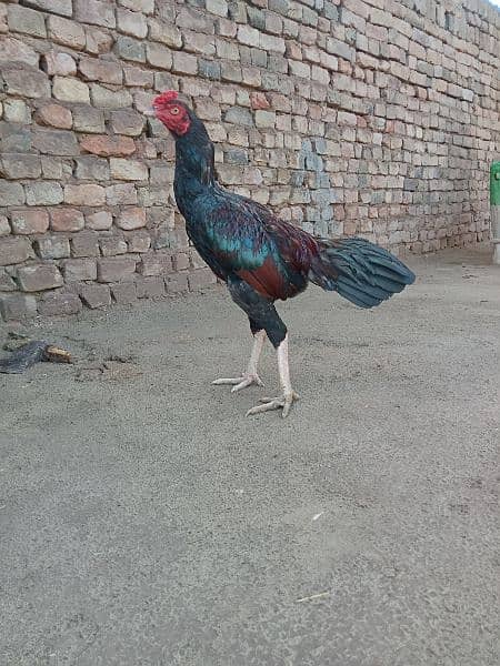 Mianwali Aseel/Aseel For Sale/Murgha or Murghi/Hen For Sale 0