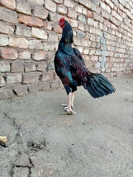 Mianwali Aseel/Aseel For Sale/Murgha or Murghi/Hen For Sale 2