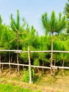 Pine plants, Pine trees for sale