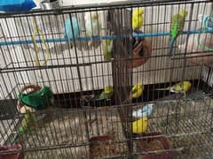 astrelian perrots 7 pair with dubble partetion cage for sale