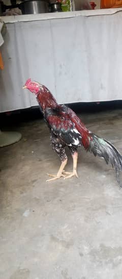 Hen