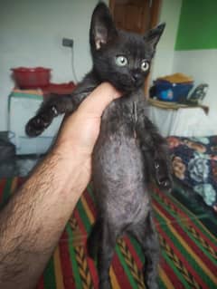 kitten for adoption/sale