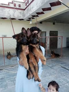 German Shepherd puppy 2mnth age