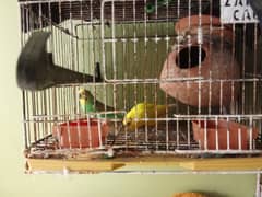 budgies