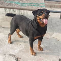 rottweiler Breeder female  adult female