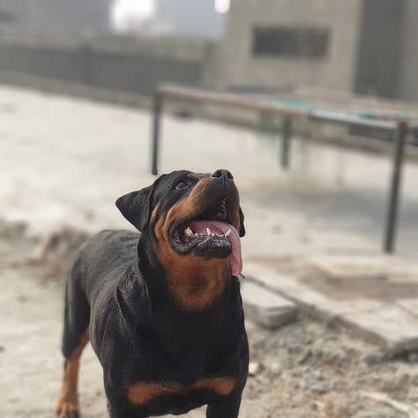 rottweiler Breeder female  adult female 1