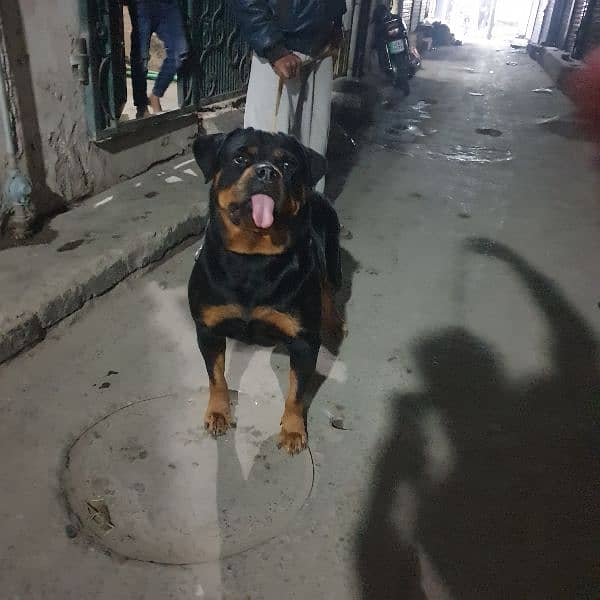 rottweiler Breeder female  adult female 2