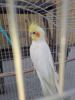 coctail male with cage or breeding box 03436602706